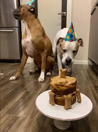 Dog Birthday Cake Recipe