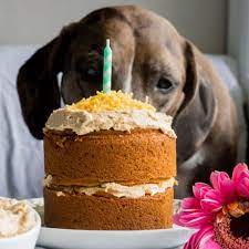 Dog Cake Mix Recipe